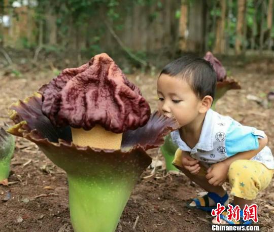 图为一名儿童正好奇地观察疣柄磨芋。　万金鹏 摄