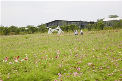 句容市白兔镇的伏热花海成当地旅游观光下体虱子奇痒有阴热点图片