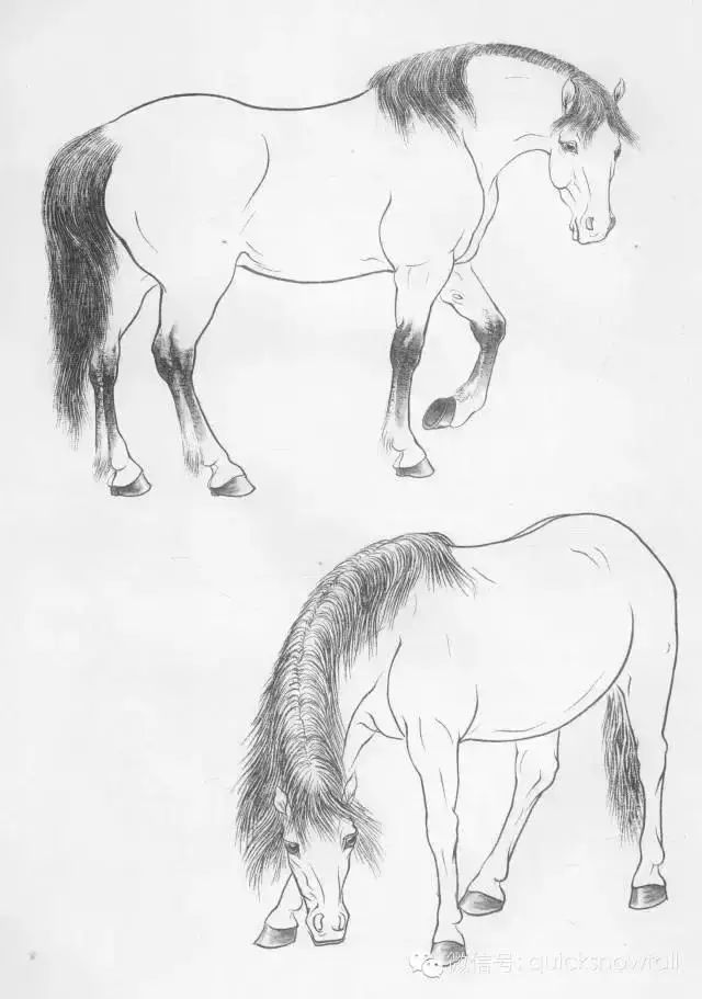 工笔马的画法及线描骏马