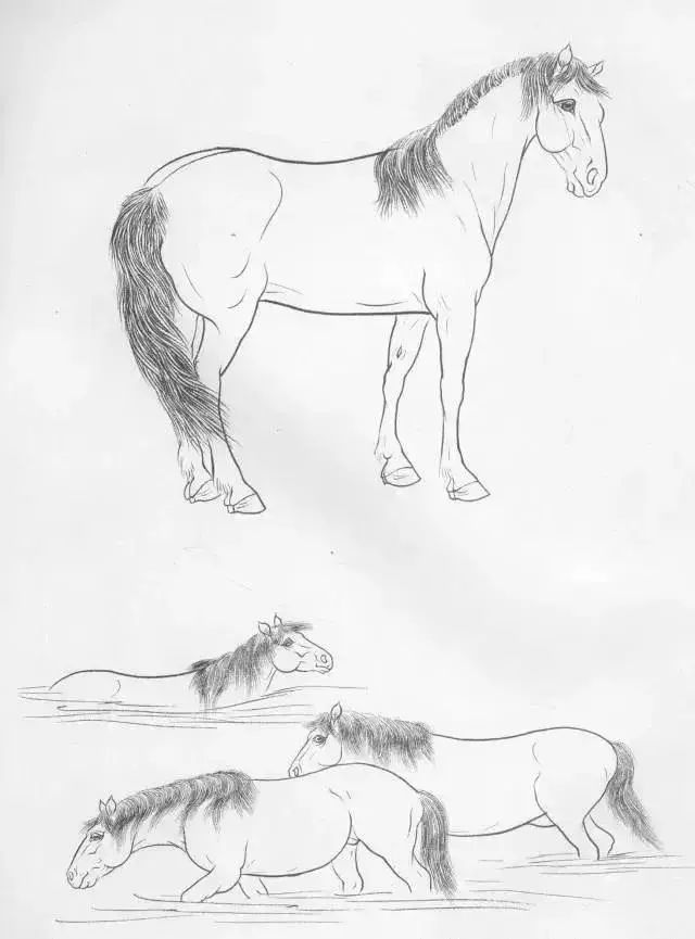 工笔马的画法及线描骏马