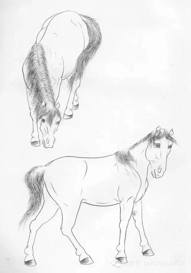 工笔马的画法及线描骏马
