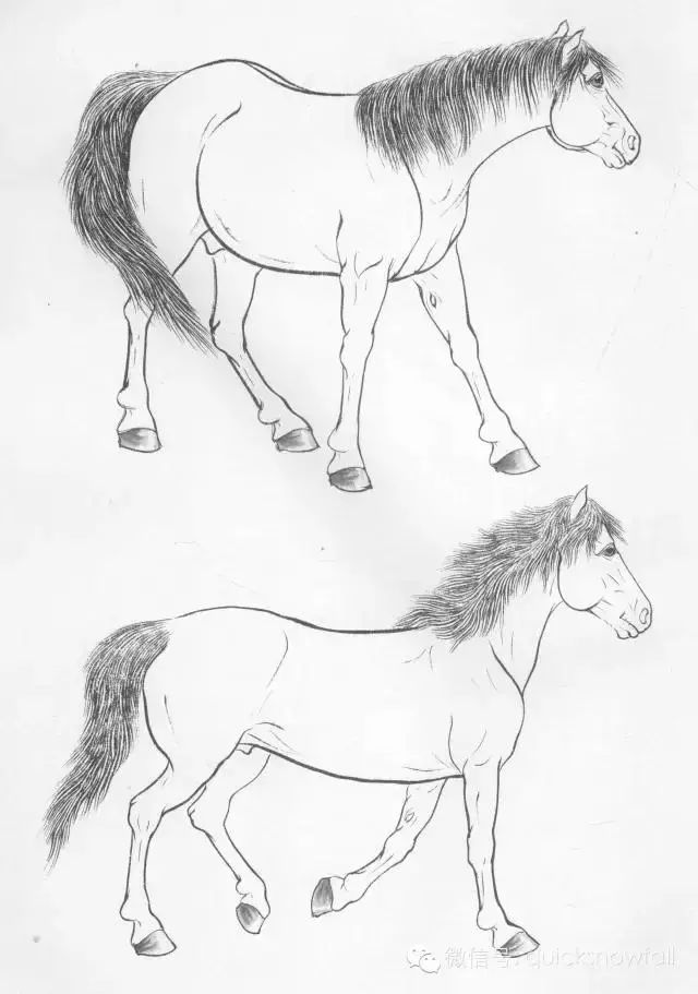 工笔马的画法及线描骏马