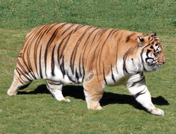 猫科动物能有多胖?猎豹胖成虎,虎胖成球,雄性