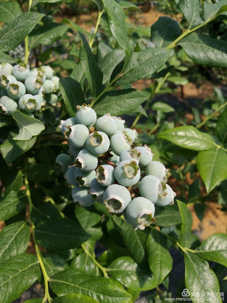 五月的胶东原野,存世最早的齐长城脚下,憧憬麦