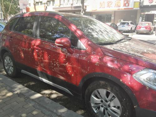 洒水车溅起榆树钱 路边车位小车变花脸