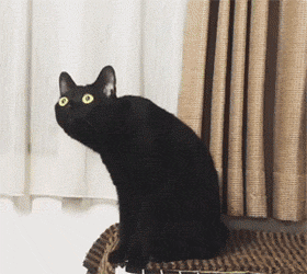 壁纸 动物 猫 猫咪 小猫 桌面 280_250 gif 动态图 动图