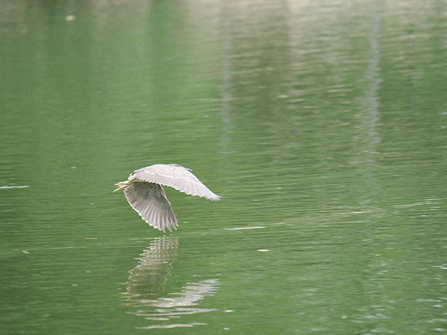 壁纸 动物 鸟 摄影 桌面 640_480 gif 动态图 动图