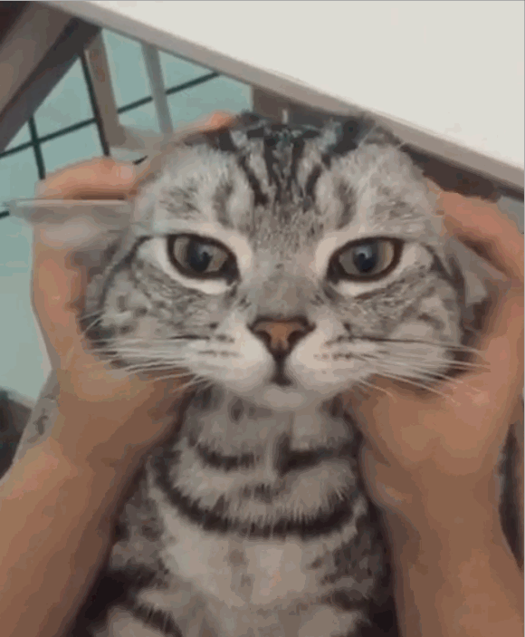 小奶猫被各种揉捏,超可爱都不跑,猫:吃人嘴软拿人手短