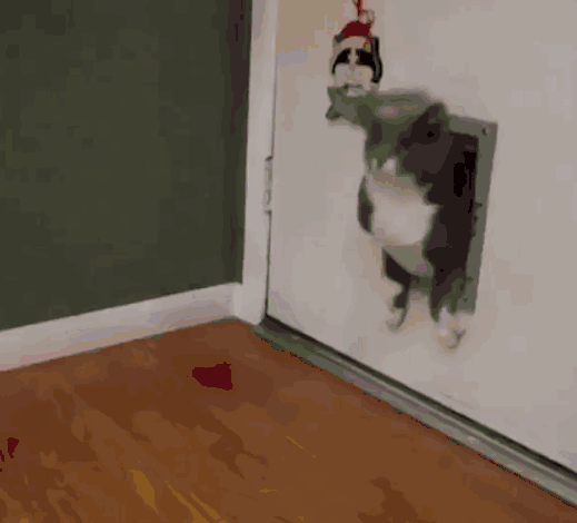 猫妈教训猫爸,扫地机器人过来劝架,猫妈的这一jio是认真的吗?