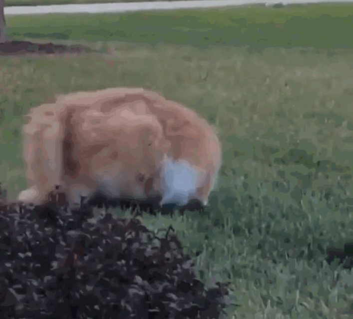 猫妈教训猫爸,扫地机器人过来劝架,猫妈的这一jio是认真的吗?