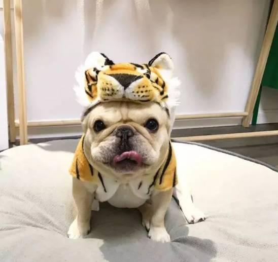 狗狗总打嗝,有可能你喂错了东西