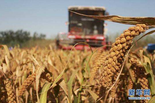 山西:首个杂粮(谷子)天气指数综合保险落地