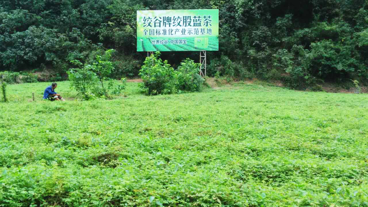 绞谷牌绞股蓝茶采用绞股蓝黄金产区稀缺的五叶绞股蓝皂甙含量最高的茎叶为原料，品质卓越，功效强劲。图为世界绞谷在黄金产区建设的绞股蓝标准化种植基地一角。