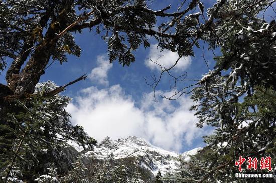 位于四川省甘孜藏族自治州境内的海螺沟冰川最下端的海拔高度仅为2850米,但其冰体厚度达100-300米。据介绍,海螺沟冰川大约生成于1600年前,地质学称其为现代冰川,是贡嘎山最大的一条冰川,长约14公里。随着天气转暖,越来越多的游客选择到此度假旅游。图为针叶林与雪山相映生辉。张浪 摄 位于四川省甘孜藏族自治州境内的海螺沟冰川最下端的海拔高度仅为2850米,但其冰体厚度达100-300米。据介绍,海螺沟冰川大约生成于1600年前,地质学称其为现代冰川,是贡嘎山最大的一条冰川,长约14公里。随着天气转暖,越来越多的游客选择到此度假旅游。图为针叶林与雪山相映生辉。张浪 摄