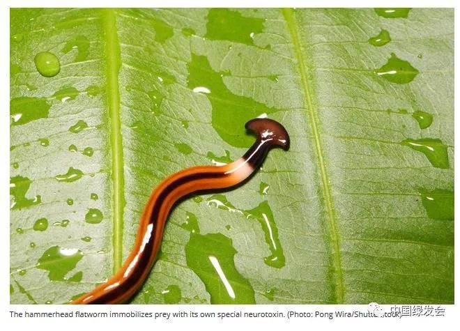 巨型蠕虫入侵法国，土壤生态和生物多样性堪忧