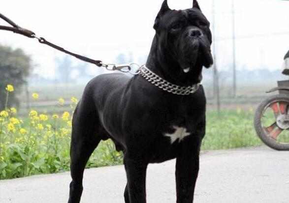 卡斯罗排名_卡斯罗犬图片(2)