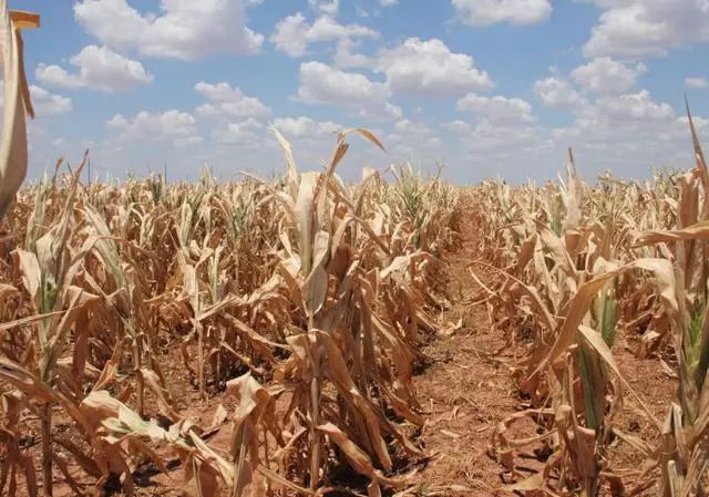 全球粮食重要产区,美国西南遭遇大旱灾!2019食