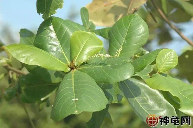 1元2片的榄仁叶,净水效果比过滤器好,还可以治病?