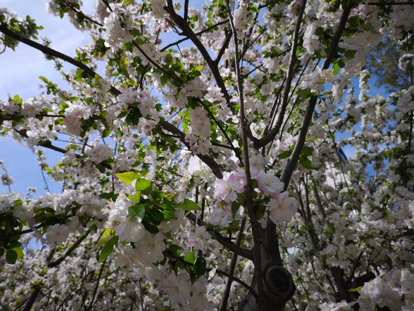 3倍光学变焦和5倍三摄变焦