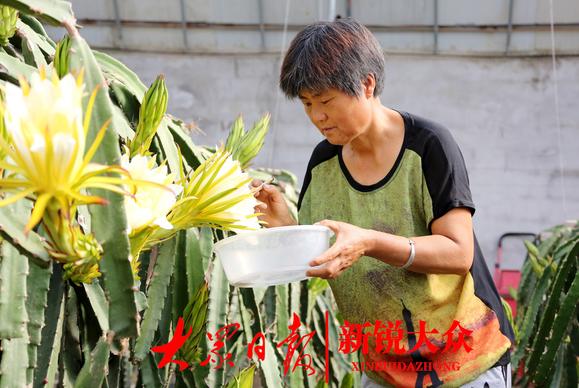 南果北种结硕果,枣庄市中区火龙果开花了
