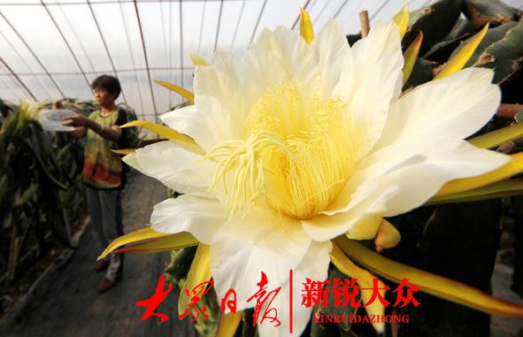 南果北种结硕果,枣庄市中区火龙果开花了