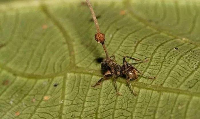 这种在地球存活了4800万年的真菌,能操控蚂蚁