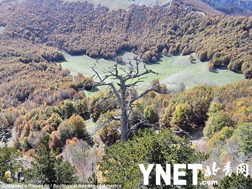 欧洲最古老松树被发现 拥有千年历史仍旧长势良好
