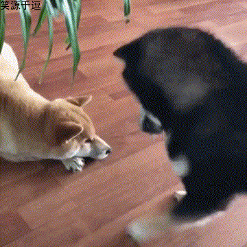 笑话段子趣图:老婆让我跪毛毛虫,一个腿跪五条,跪死一