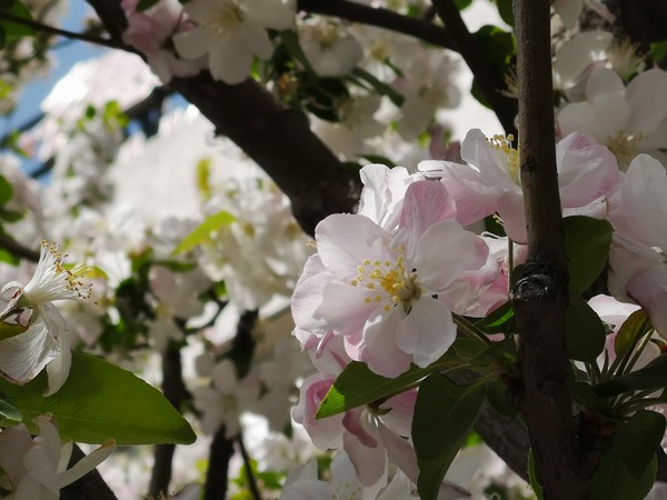 3倍光学变焦和5倍三摄变焦