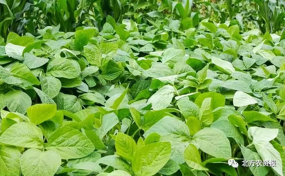 大豆补贴提高到每亩200元到210元,玉米补贴降