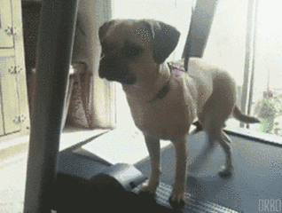 壁纸 动物 狗 狗狗 318_240 gif 动态图 动图