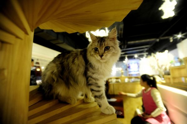 日媒评中国“养猫热”：城市居民有闲钱且寻求精神寄托