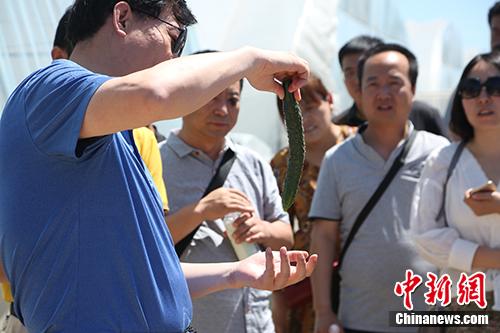 2018年5月30日，西安市�邑区农业局局长赵苍社一行在北京市顺义区北务镇，与当地标准化种植基地――三分地有机农场交流学习。徐欢 摄