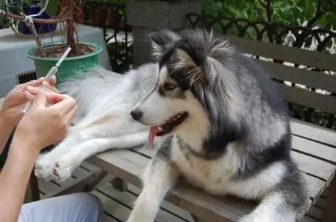 当狗狗们知道要去医院打针的时候，整只狗都是崩溃的!