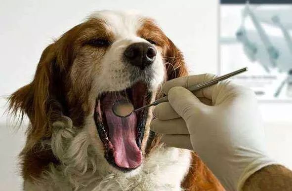 当狗狗们知道要去医院打针的时候,整只狗都是崩溃的!