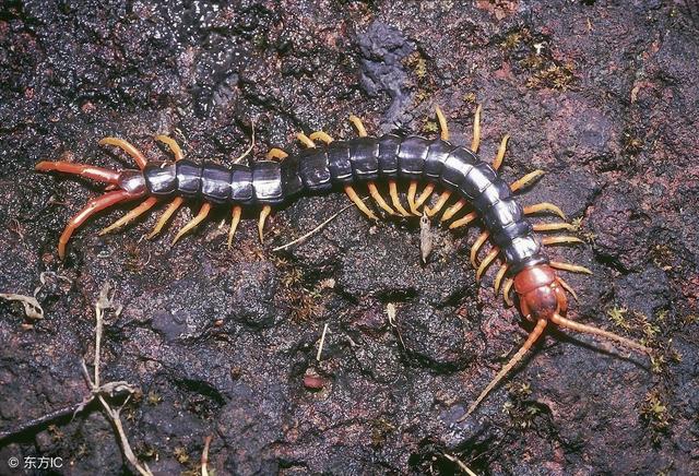 那么简单!农村这6大赚钱项目很可能是骗局 农