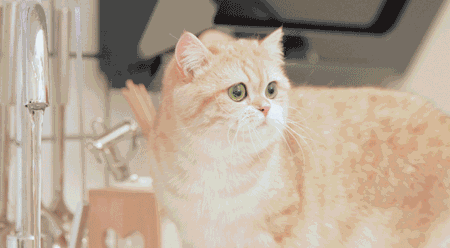 养猫,到底为什么?