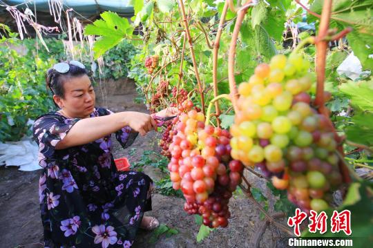 新疆托克逊县：“牛奶葡萄”种出甜蜜新生活(图）