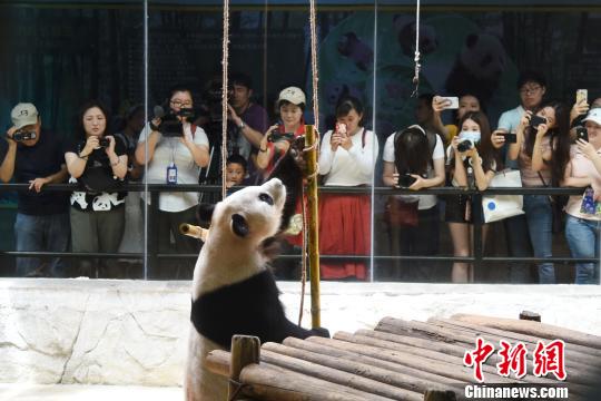 日本热心“熊猫粉”组团来深圳看望海归大熊猫“秋浜”