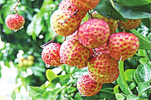 世界上最贵水果,一颗荔枝竟卖出55万,网友直呼