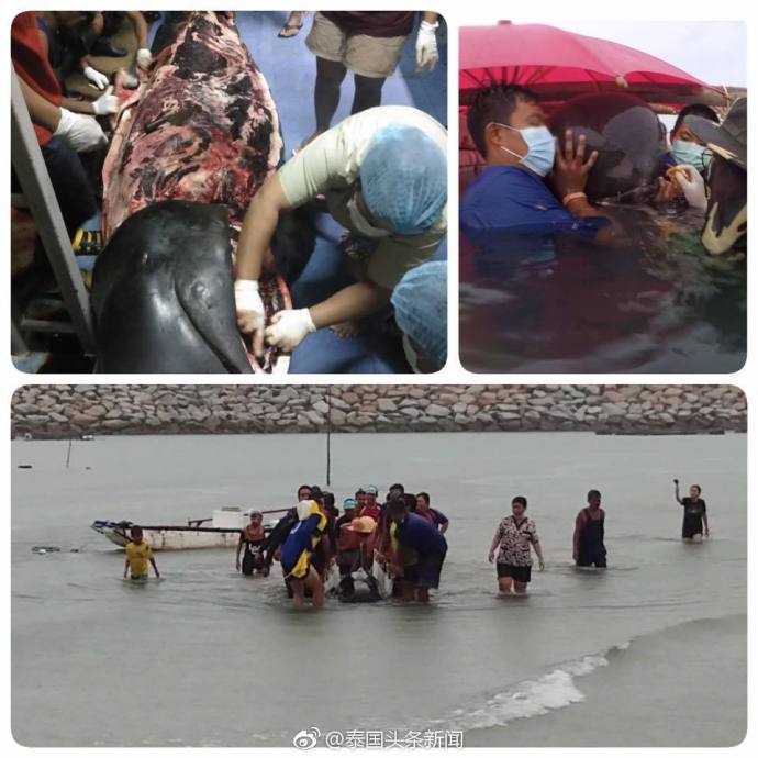 海洋垃圾造成的悲剧！座头鲸误食80个塑料袋死亡