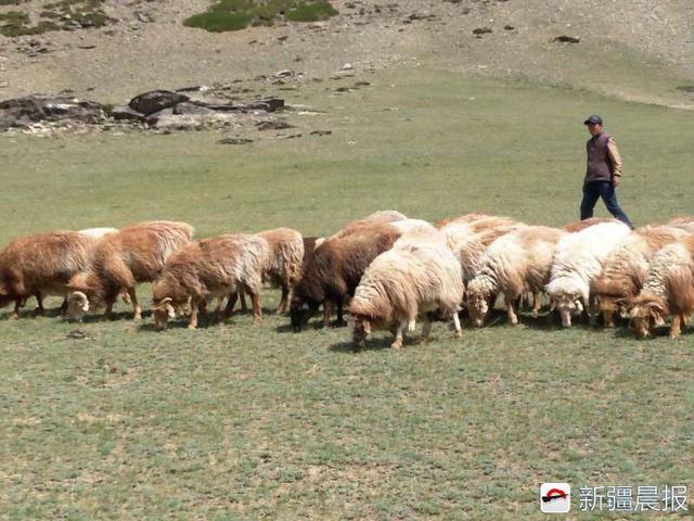 阿勒泰1000只羊羔网上卖出，代牧人图文视频播报生长轨迹