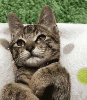 对猫不好~ 注:图片来自网络资源整合,如有侵权,请联系删除~ 关注微信