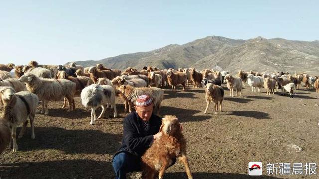 阿勒泰1000只羊羔网上卖出，代牧人图文视频播报生长轨迹