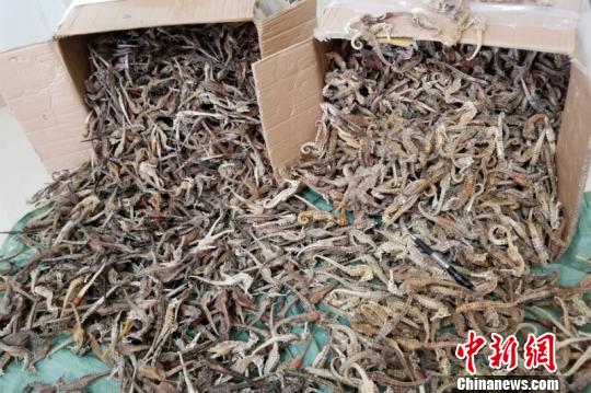 南宁海关查获国家二级保护动物海马制品约7750只