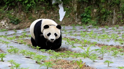 德媒：大熊猫造访汶川村庄 在街上闲逛引发当地居民轰动