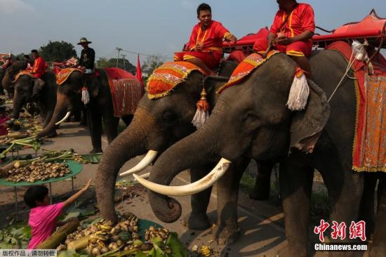 泰国观光淡季盼吸引游客 清迈：欢迎“拥抱大象”