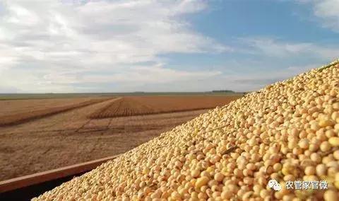 大豆种植面积下滑 玉米深加工迅速扩张