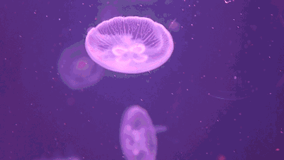 三盛首届深海奇幻秀!嗨翻这个夏天