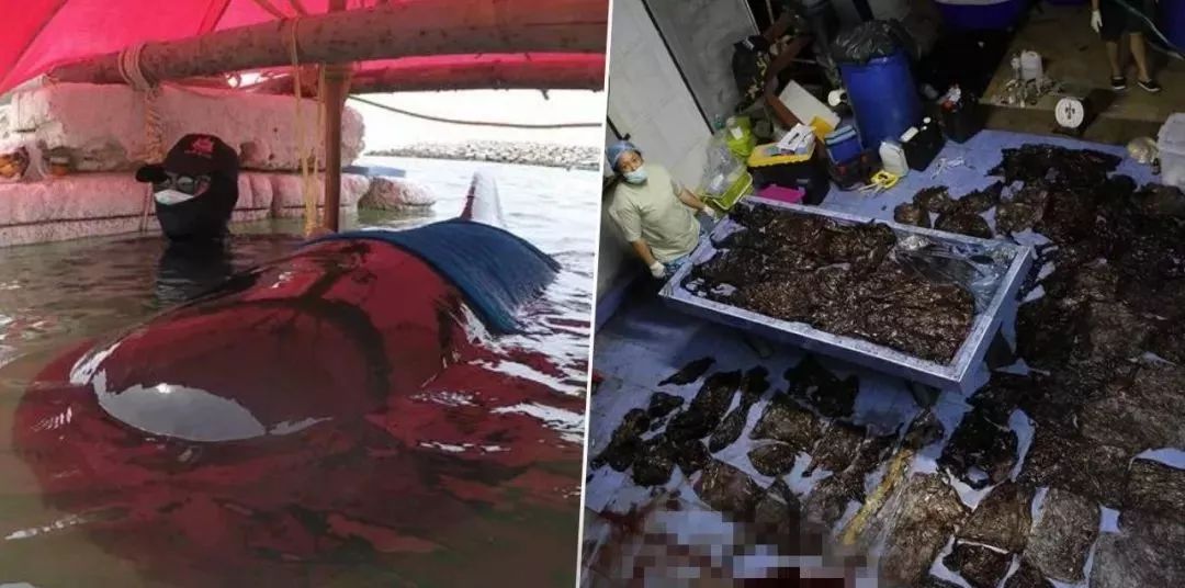鲸鱼横死泰国海滩，解剖后的真相让人伤心惭愧…